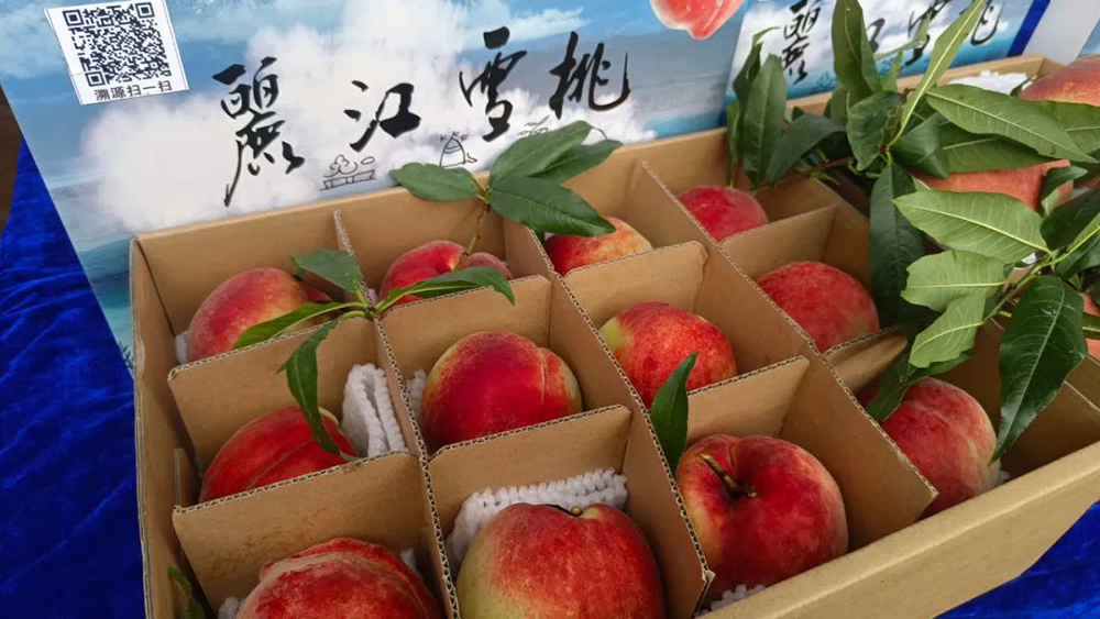 重2斤、競(jìng)拍價(jià)1100元！麗江雪桃王誕生！